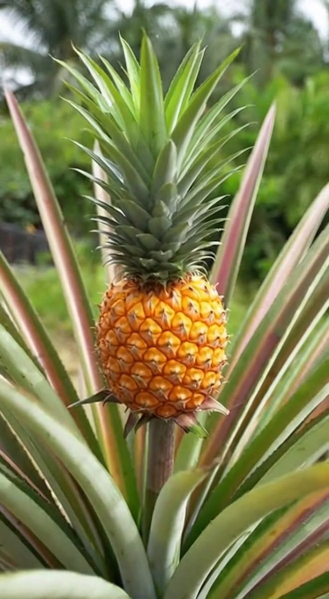 Palm Grove