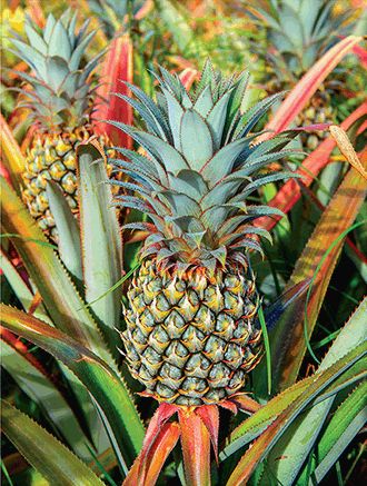 Pineapple Close-up