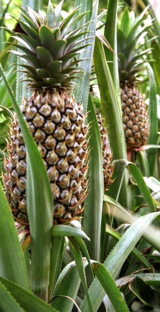 Pineapple Plant
