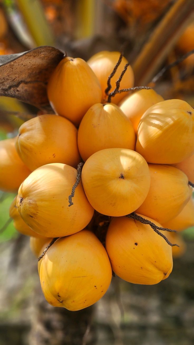 King Coconut Bunch